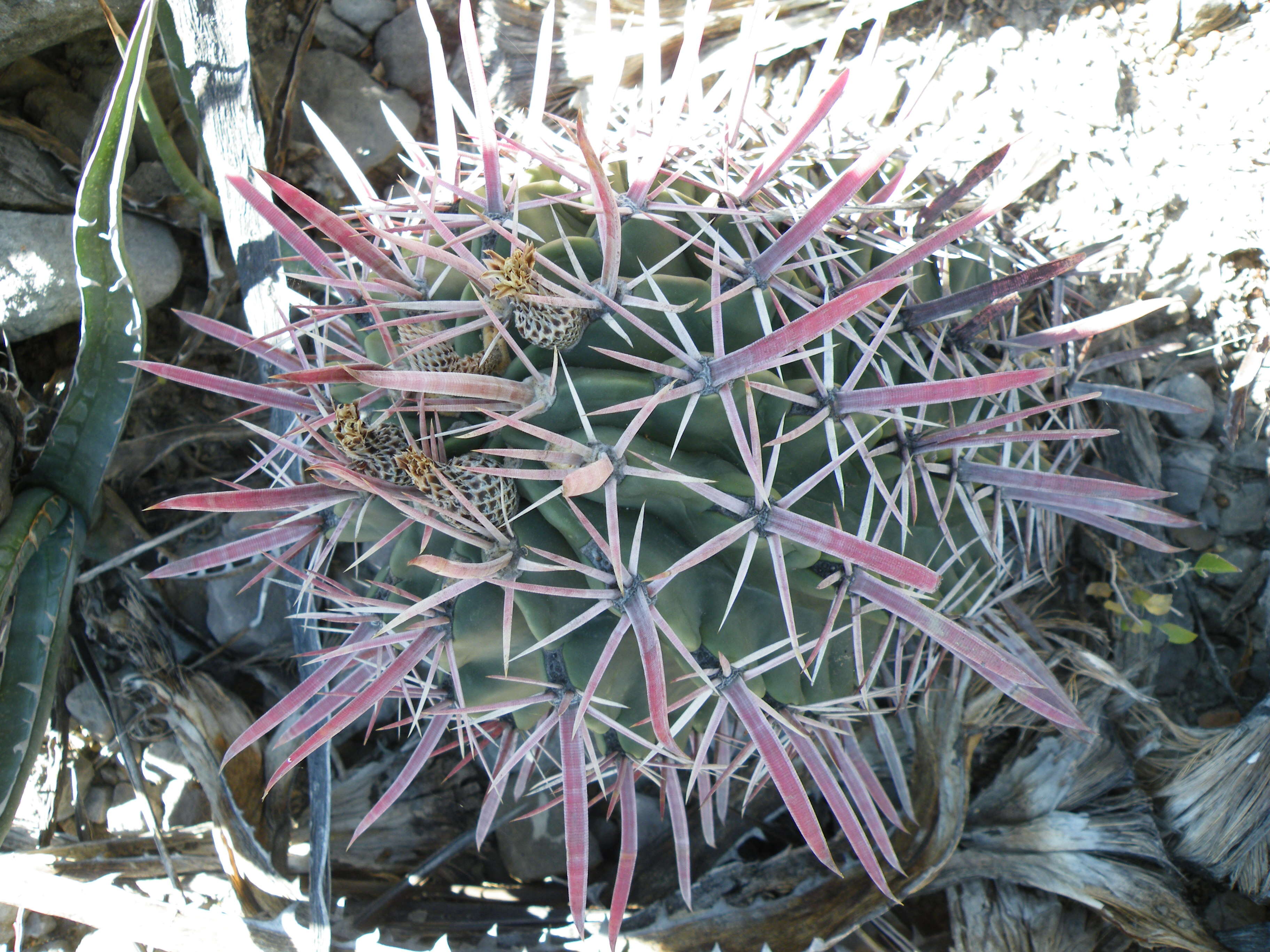 Image of Ferocactus latispinus (Haw.) Britton & Rose