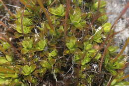 Image of tortula moss