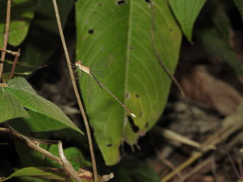 Image of Lestes viridulus Rambur 1842