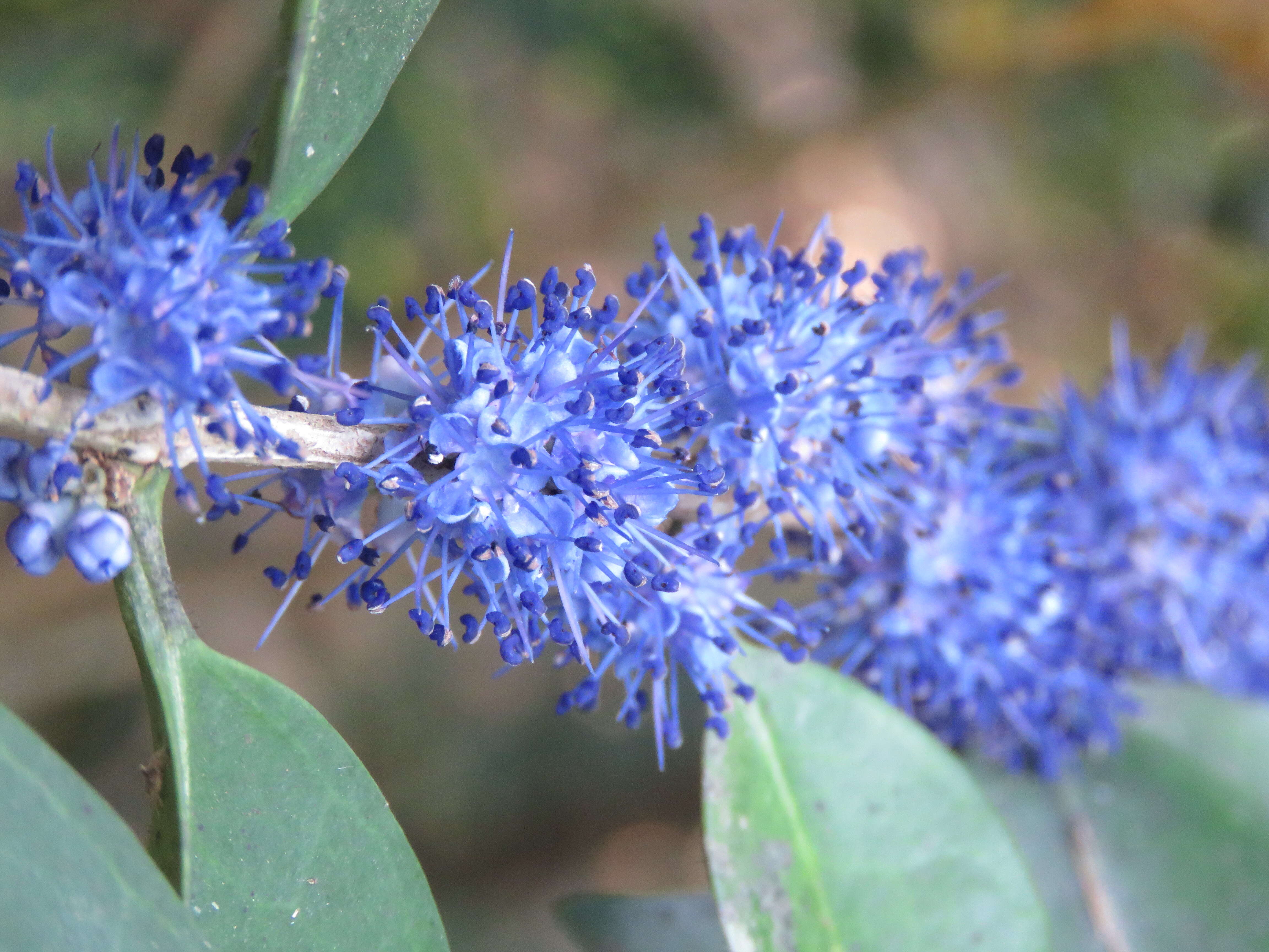 Слика од Memecylon umbellatum Burm. fil.