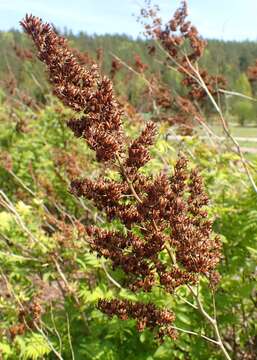 Image of false spiraea