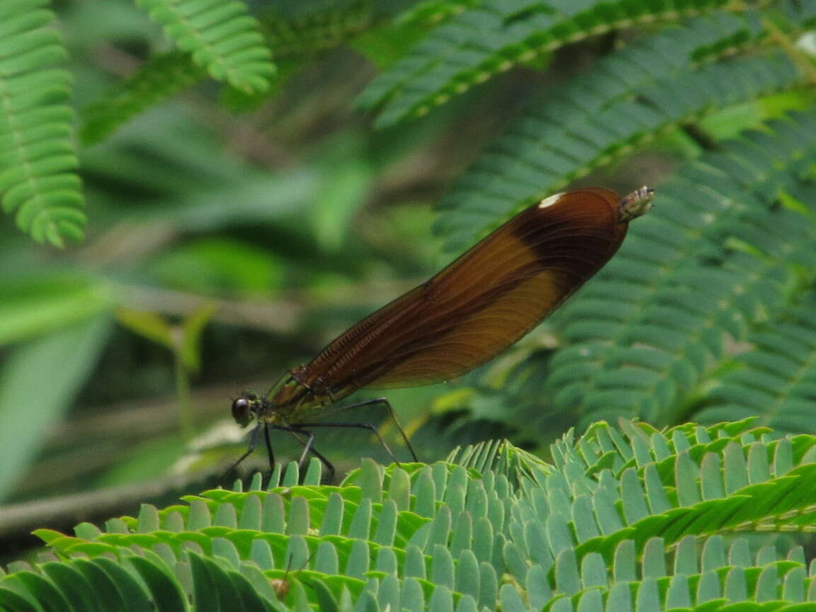 Image of Dark-winged Damselfly