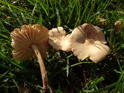 صورة Marasmius oreades (Bolton) Fr. 1836