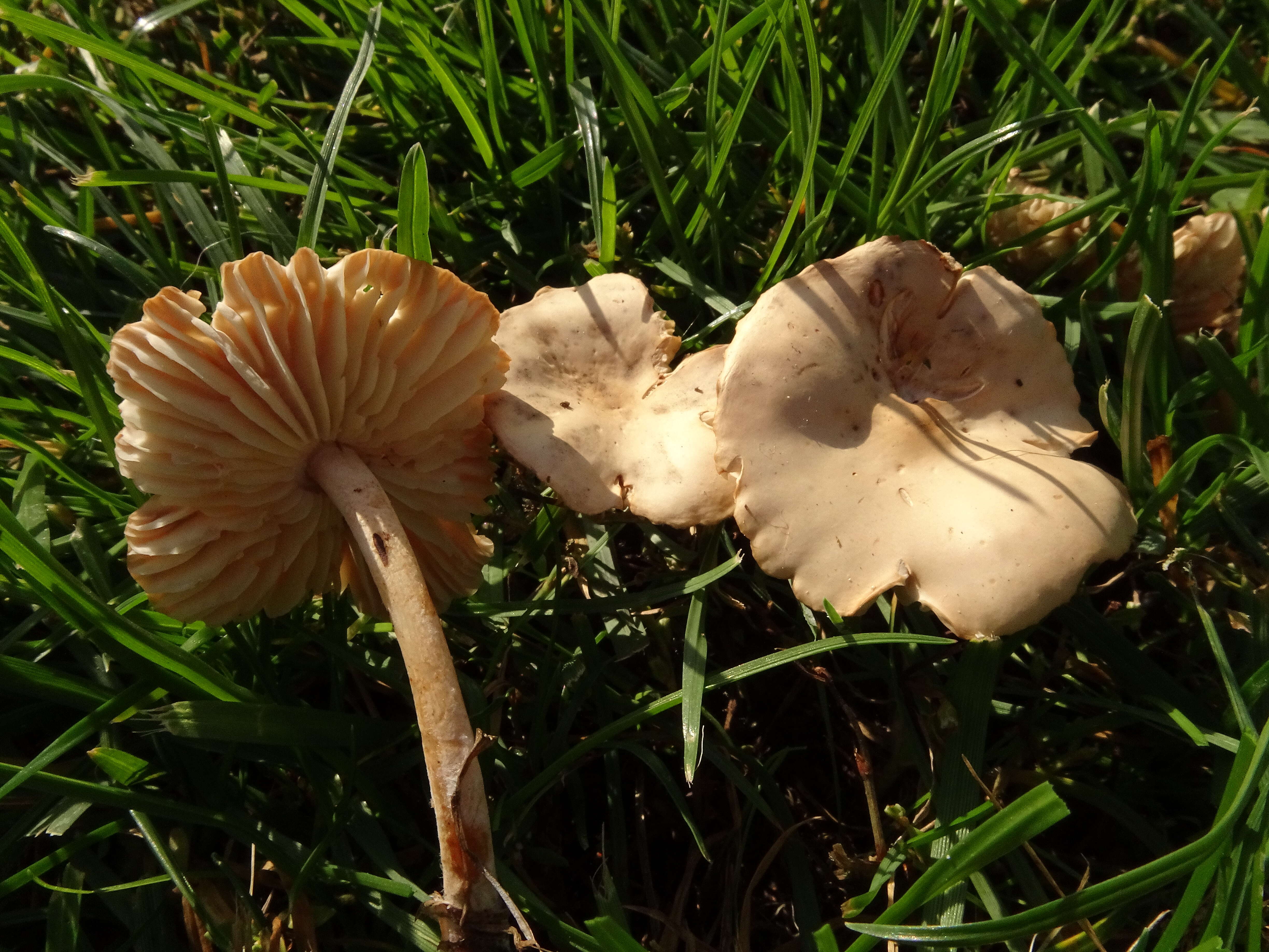 صورة Marasmius oreades (Bolton) Fr. 1836