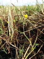 Image of hairy buttercup