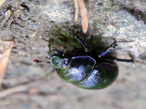 Слика од Anoplotrupes