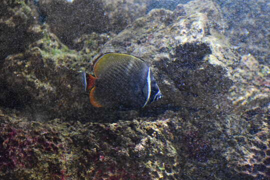 Image of Brown Butterflyfish