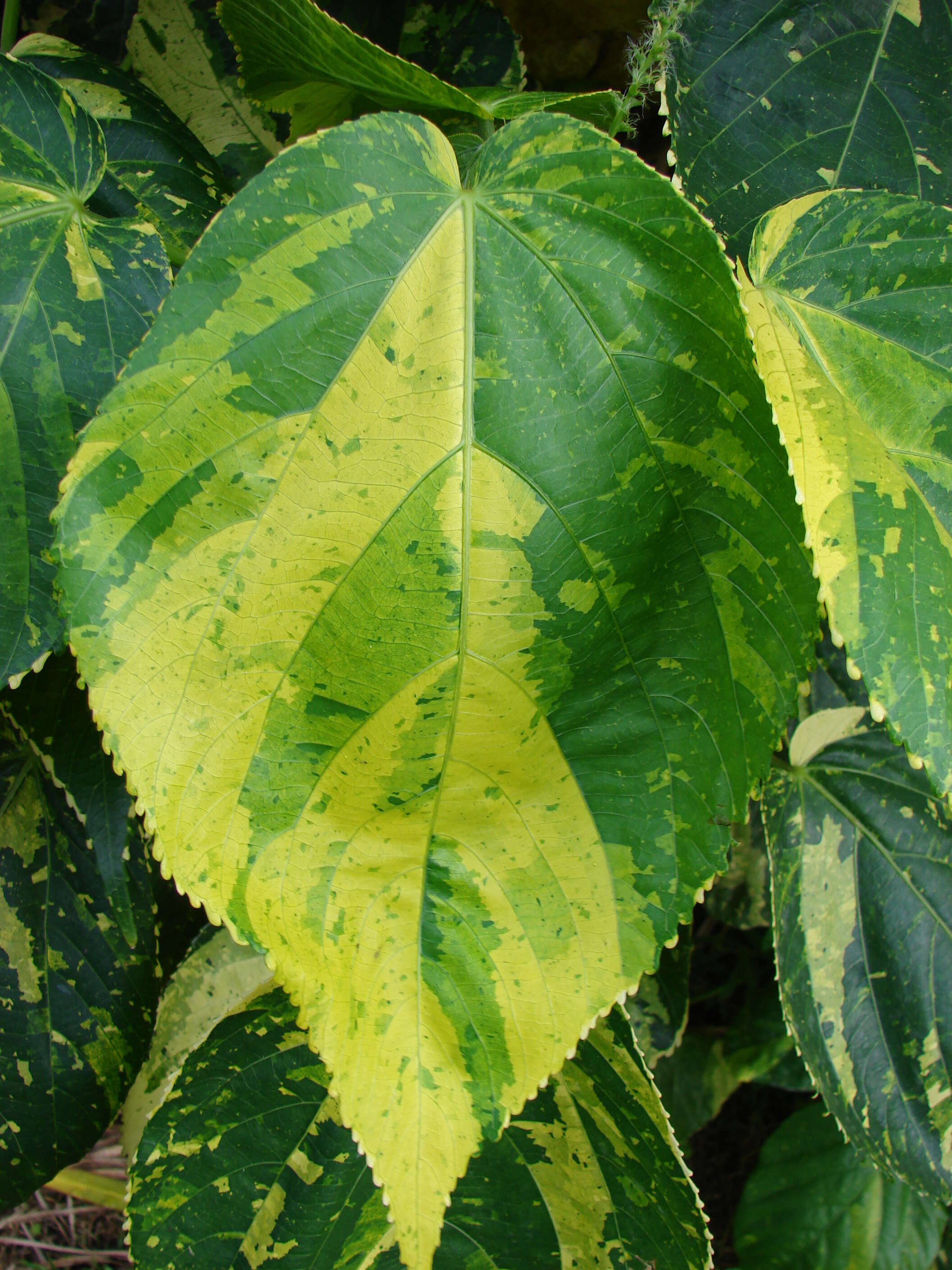 Image de Acalypha wilkesiana Müll. Arg.