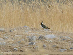 Image of Lapwing