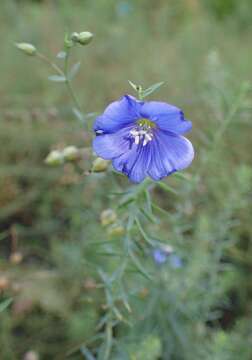 Image of Asian flax