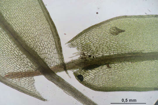 Image of common green bryum moss