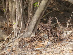 Image of Desert hyacinth