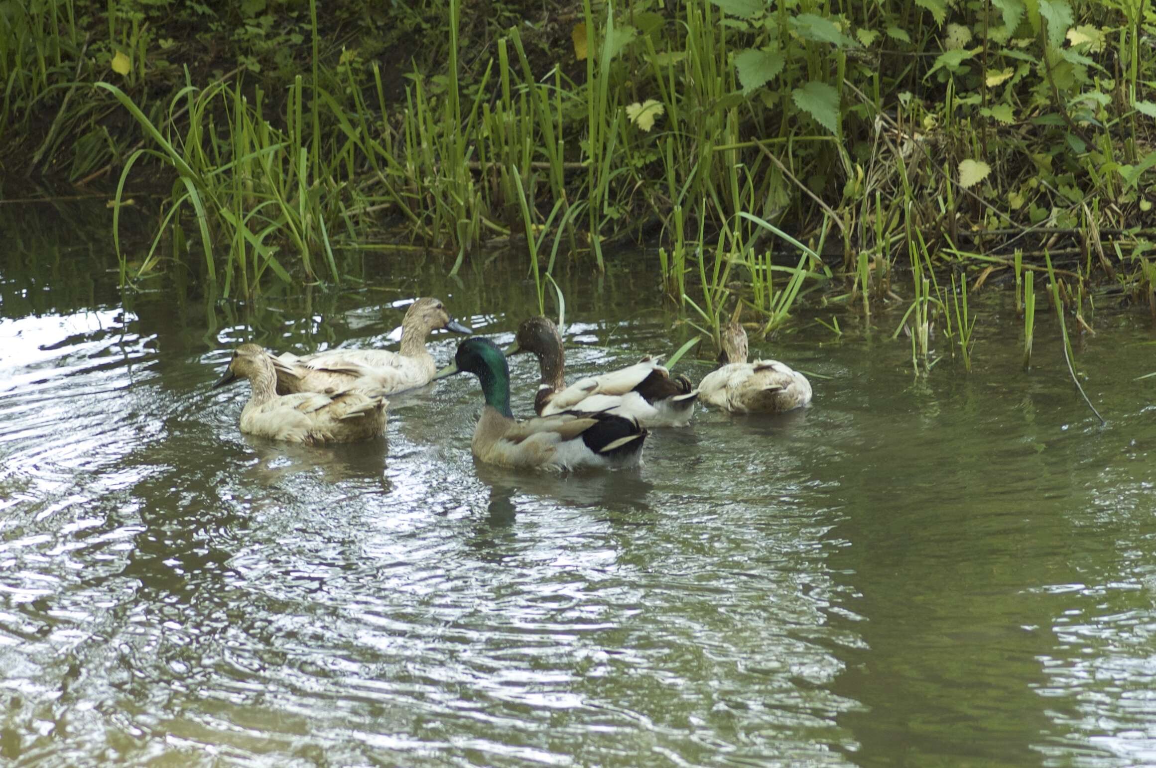 Image of Common Mallard