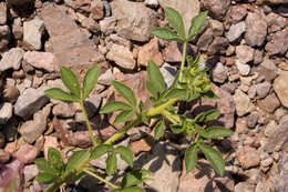 Image of redwhisker clammyweed