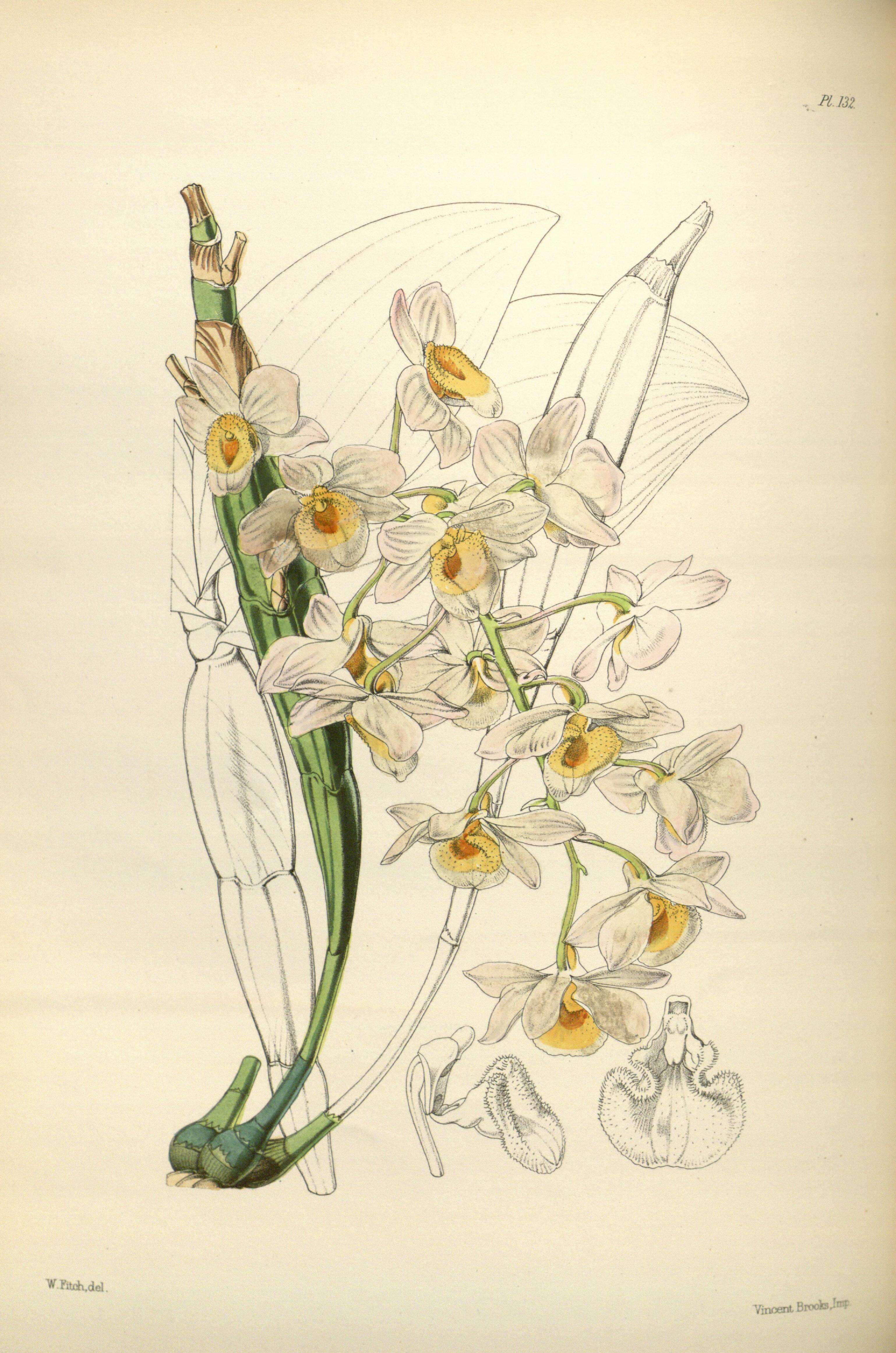 صورة Dendrobium farmeri Paxton