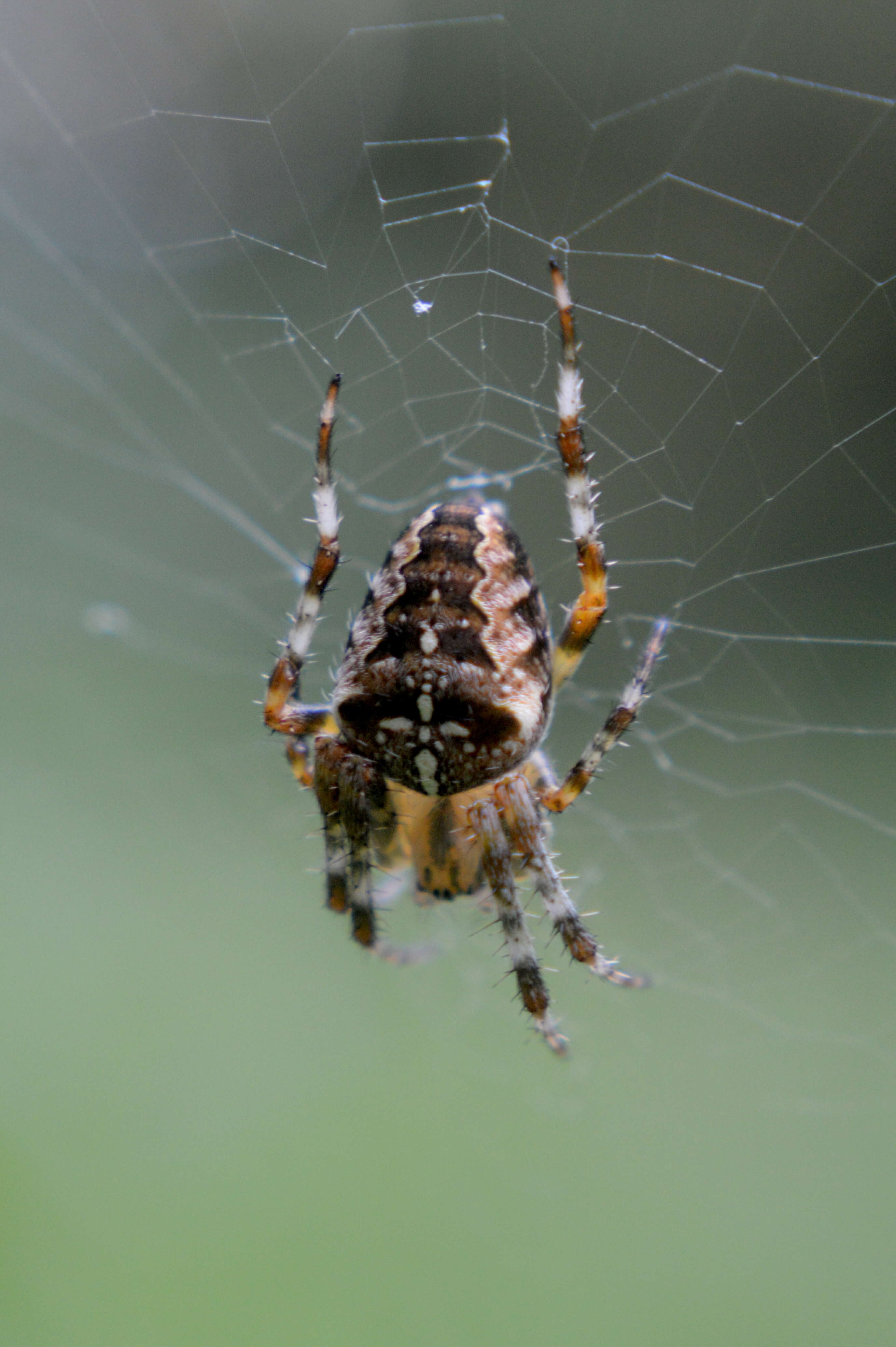 Image of Araneus