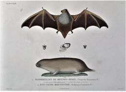 Image de Lasiurus blossevillii (Lesson & Garnot 1826)