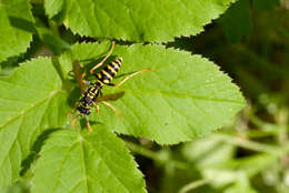 Image de Polistes dominula (Christ 1791)