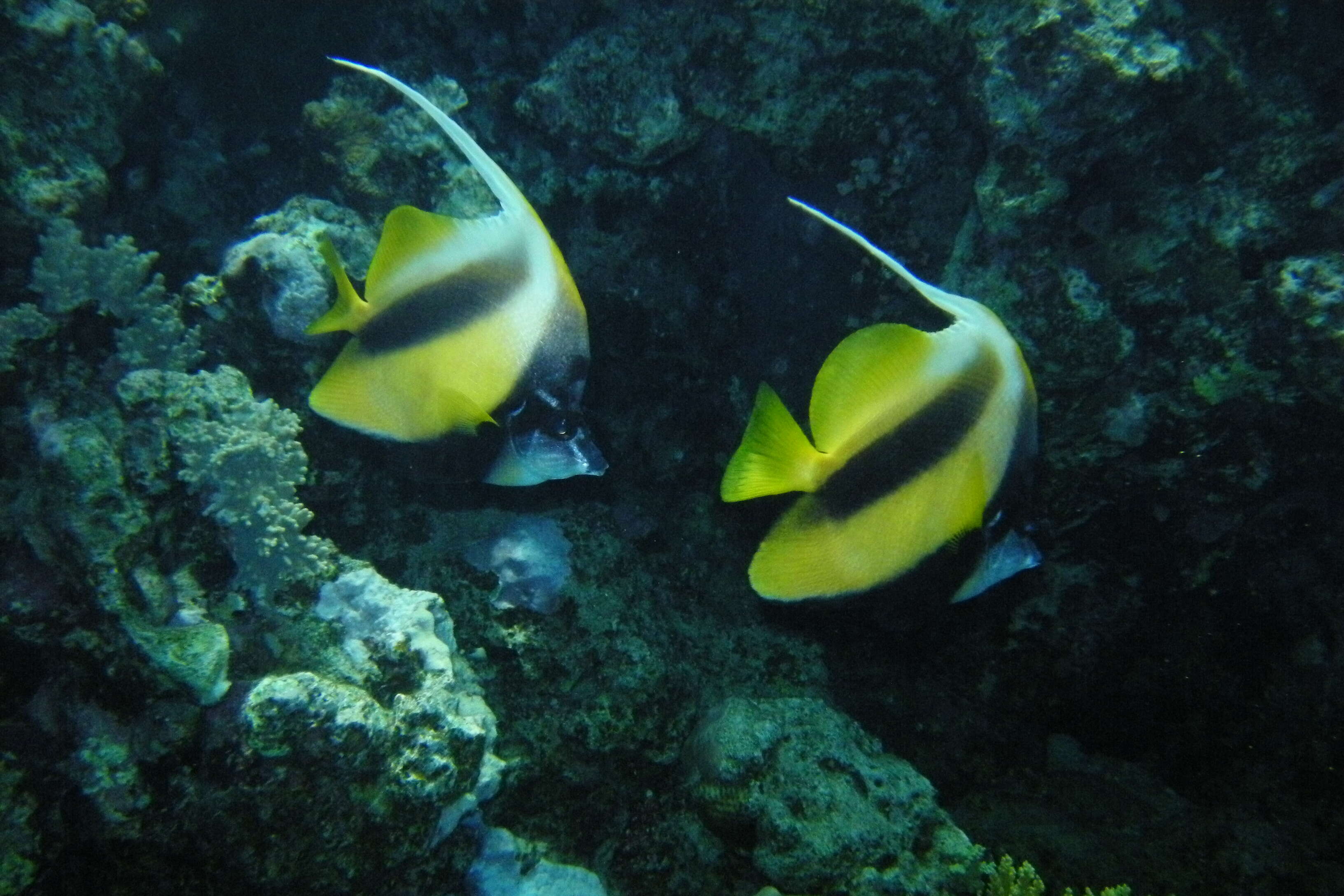 Image of Red Sea Bannerfish