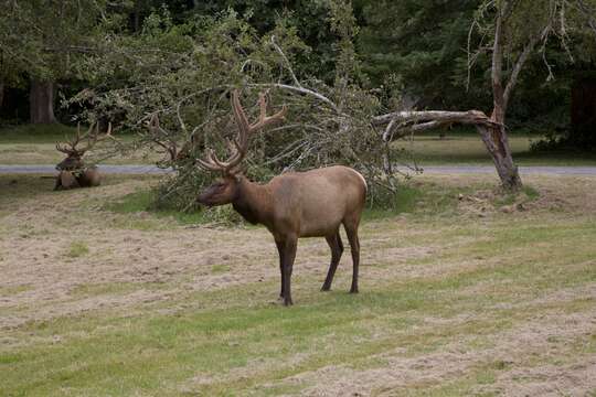 Cervus canadensis roosevelti的圖片