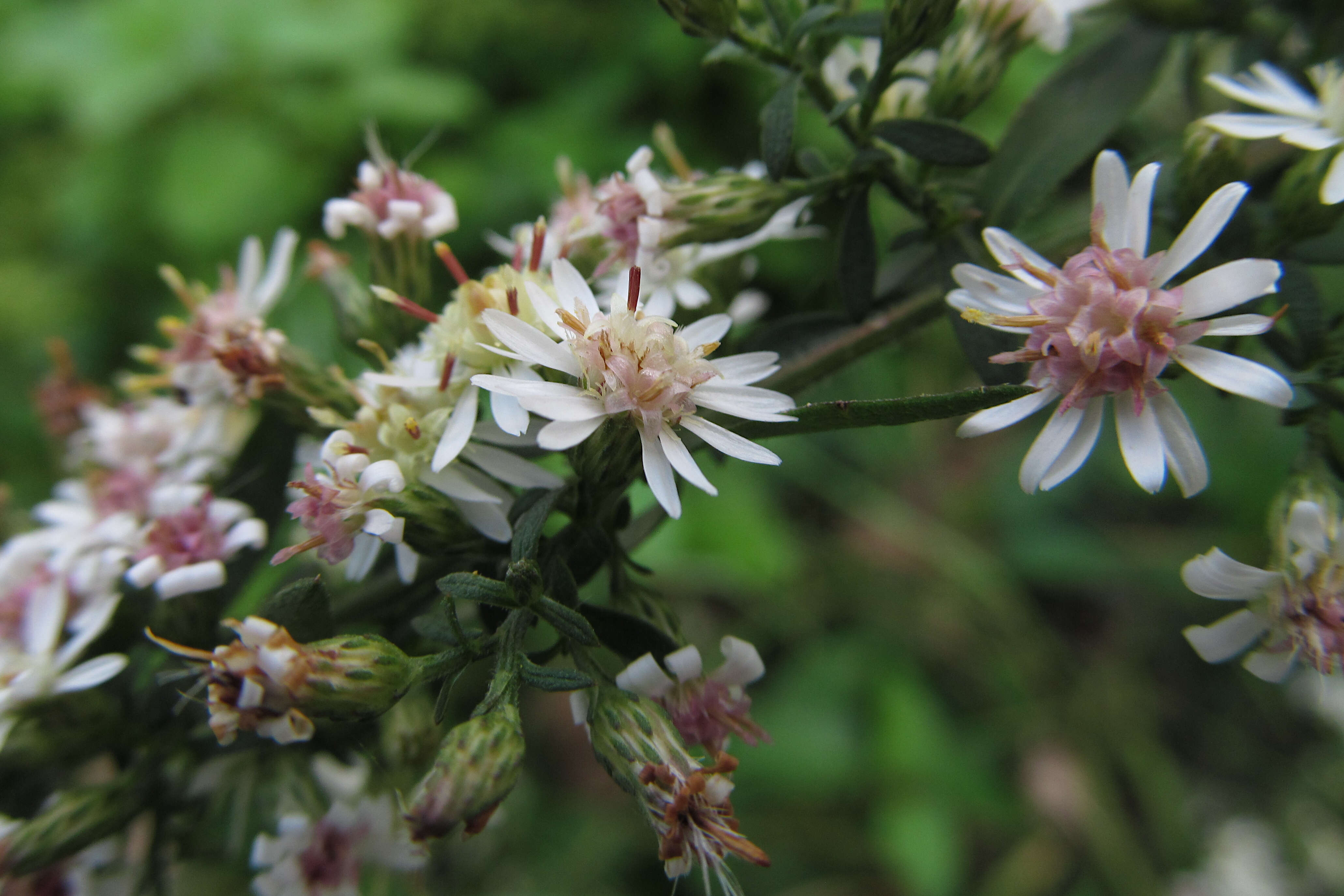 Image of calico aster