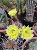 صورة Echinopsis haematantha (Speg.) D. R. Hunt