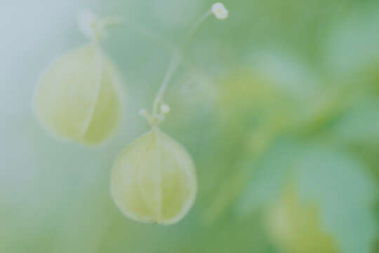 Image of balloon vine