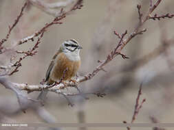 Image of European Rock Bunting