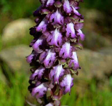 Image of Giant Orchid