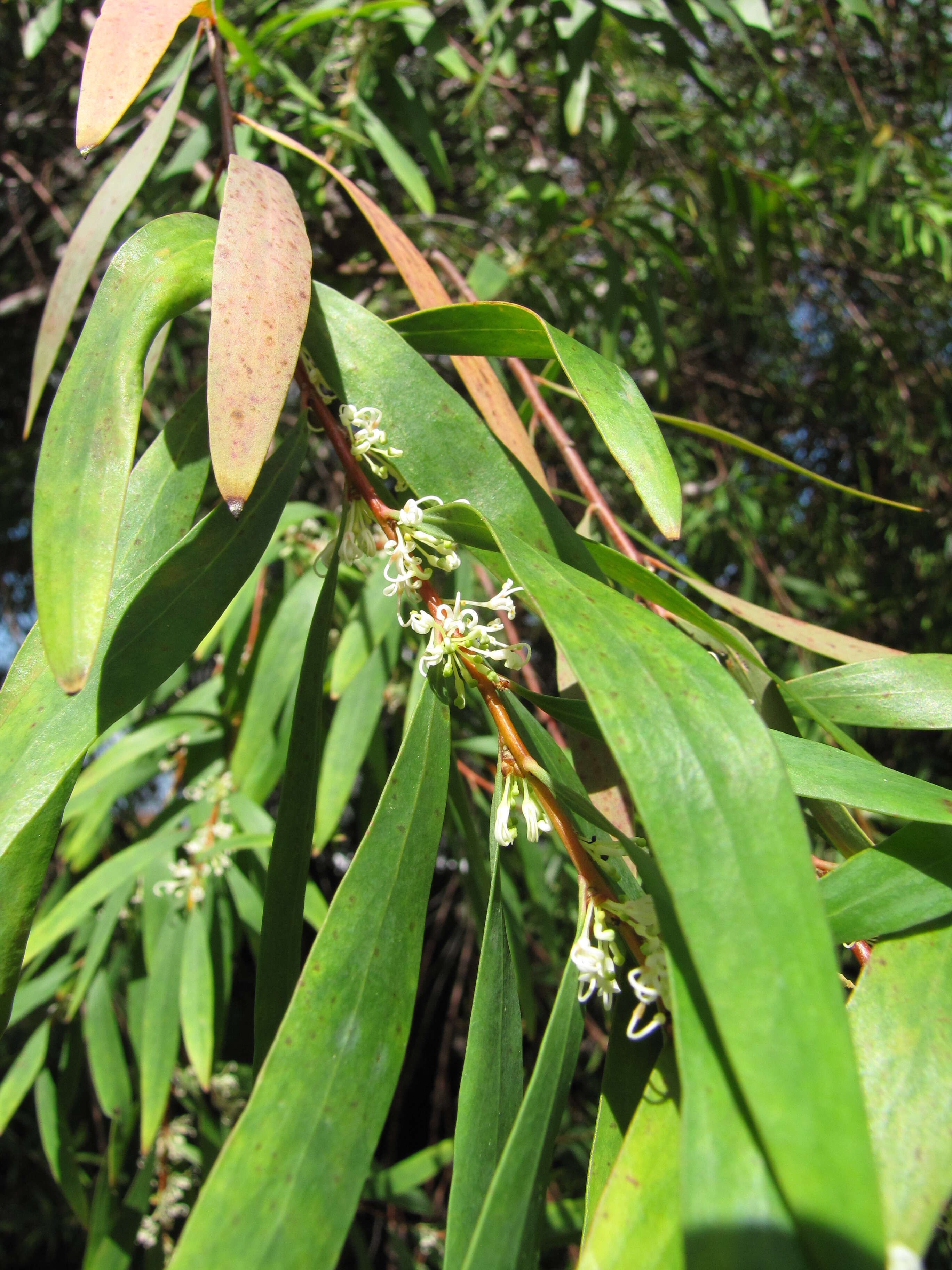 Image of Willow hakea