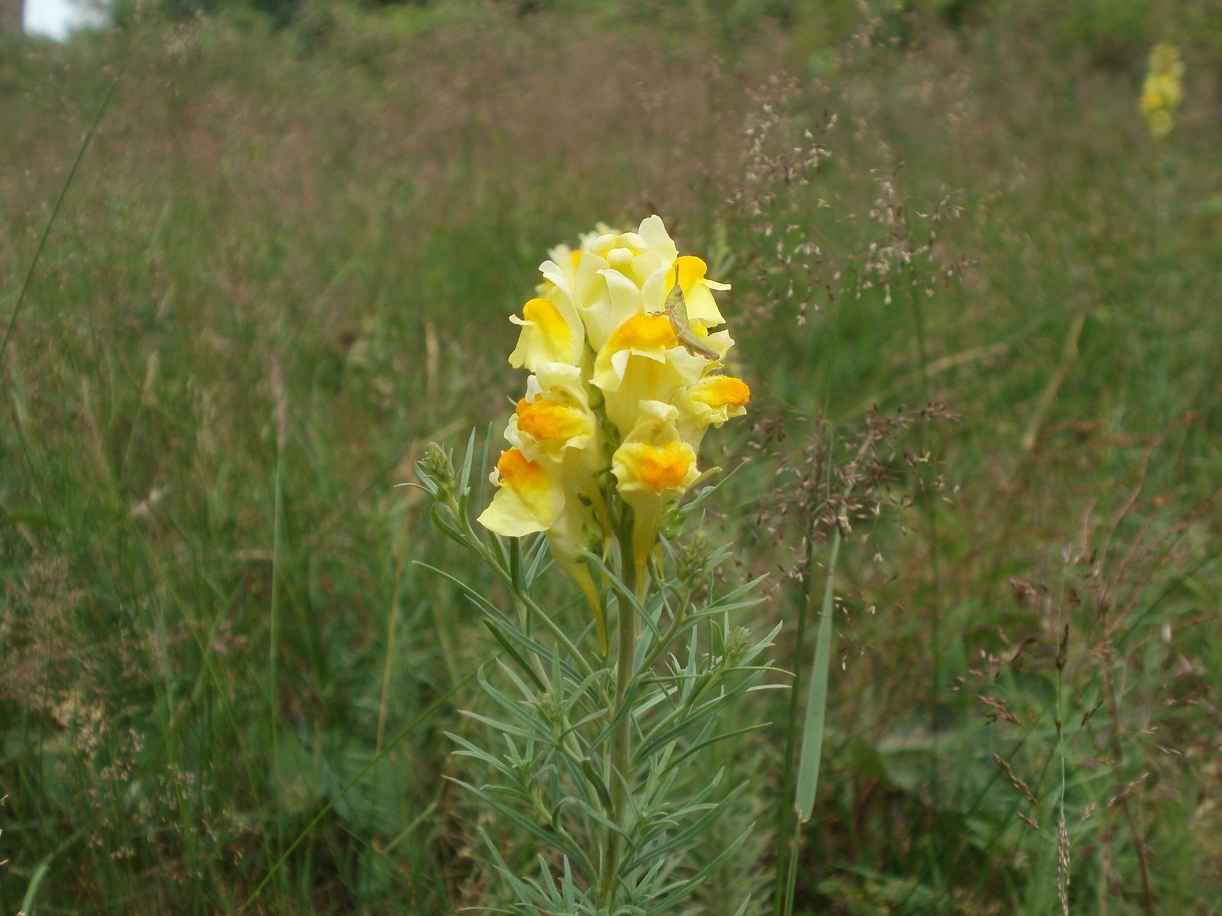 Image de Agrostis commun