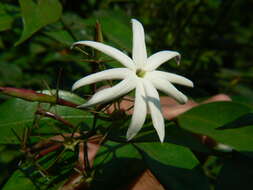 Image of Jasminum laurifolium Roxb. ex Hornem.