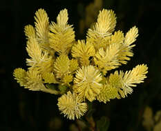 Image of Featherbush