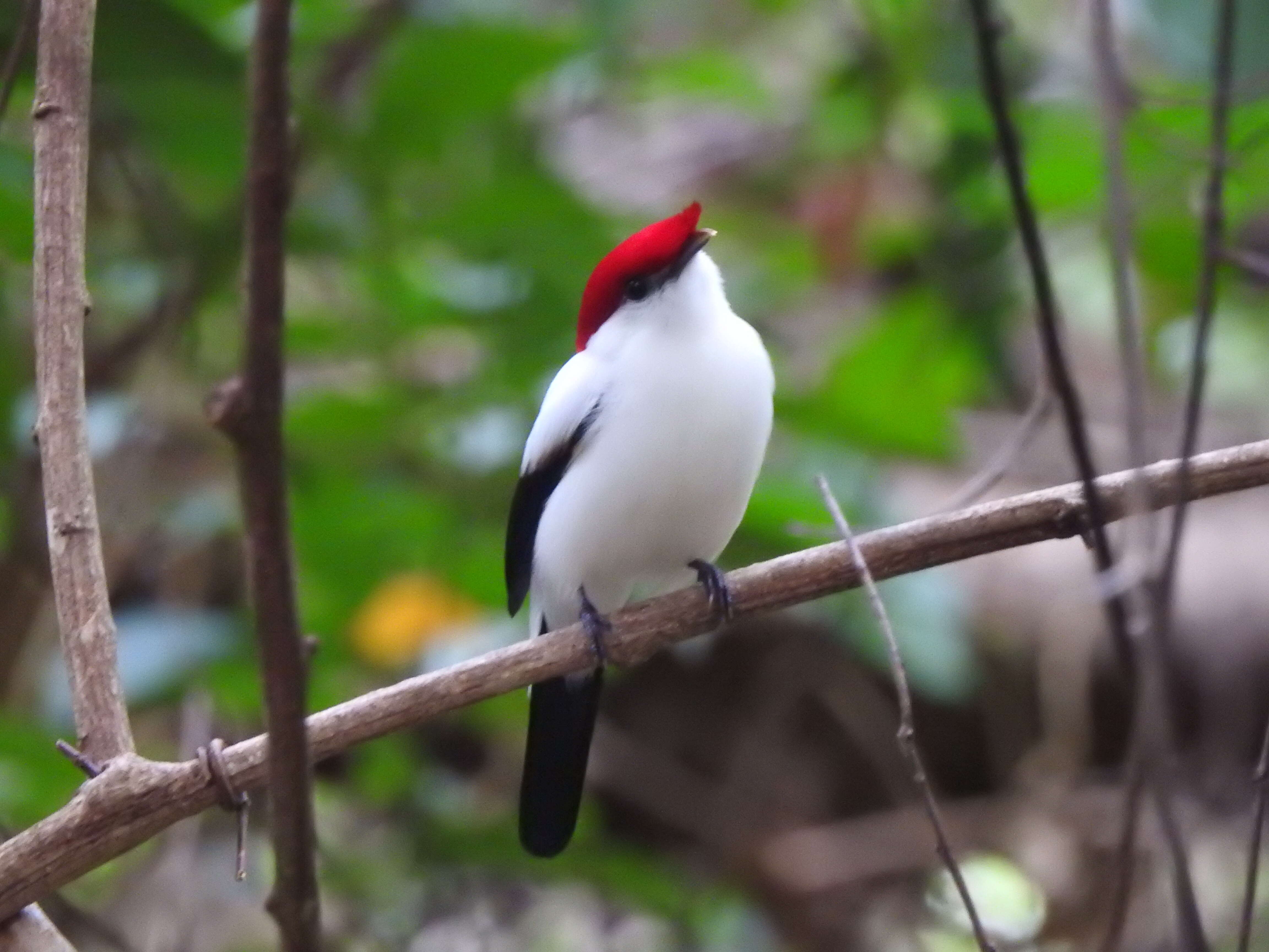 Imagem de Soldadinho-do-araripe