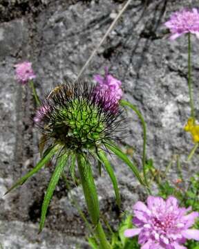 Image of glossy scabious