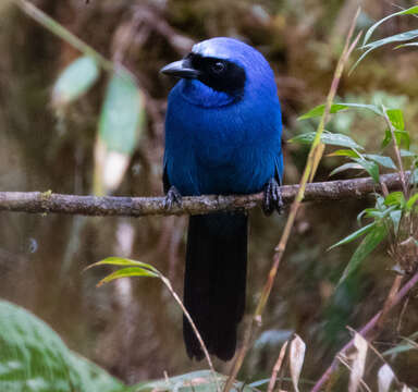 Image of White-collared Jay