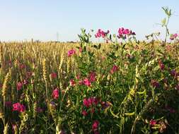 Image of tuberous pea