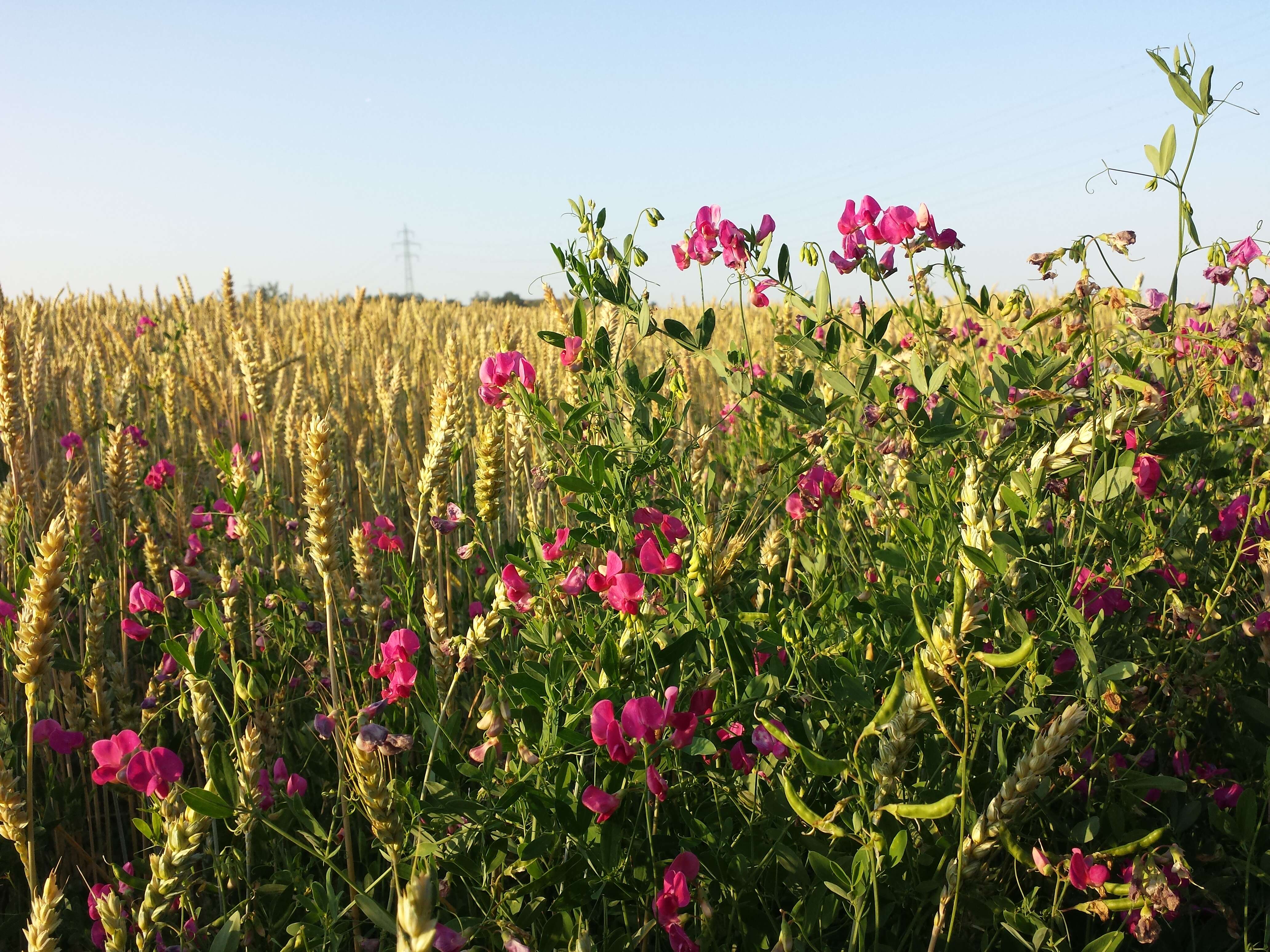 Image of tuberous pea