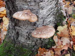 Image of birch polypore