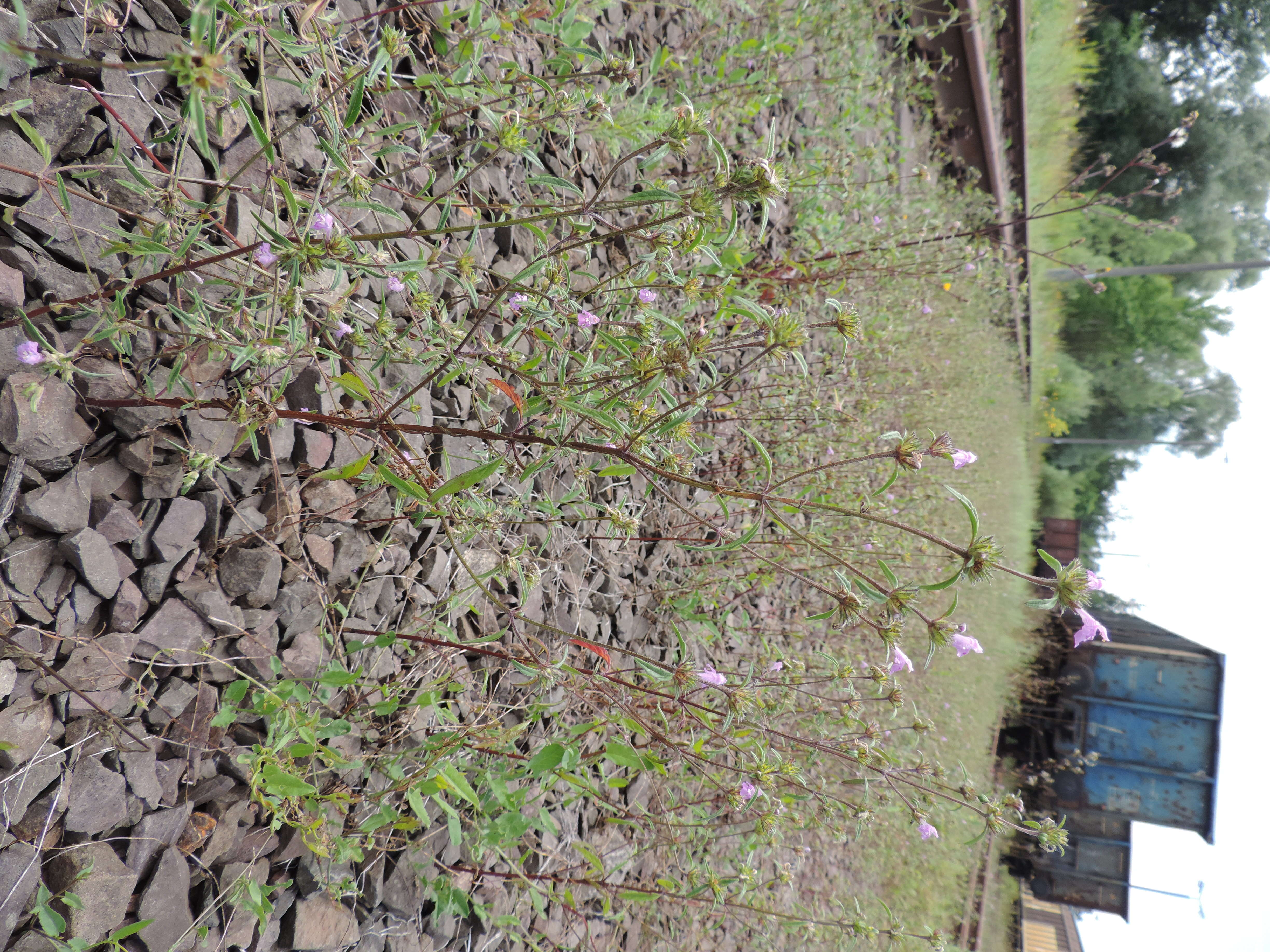 Imagem de Galeopsis angustifolia Ehrh. ex Hoffm.