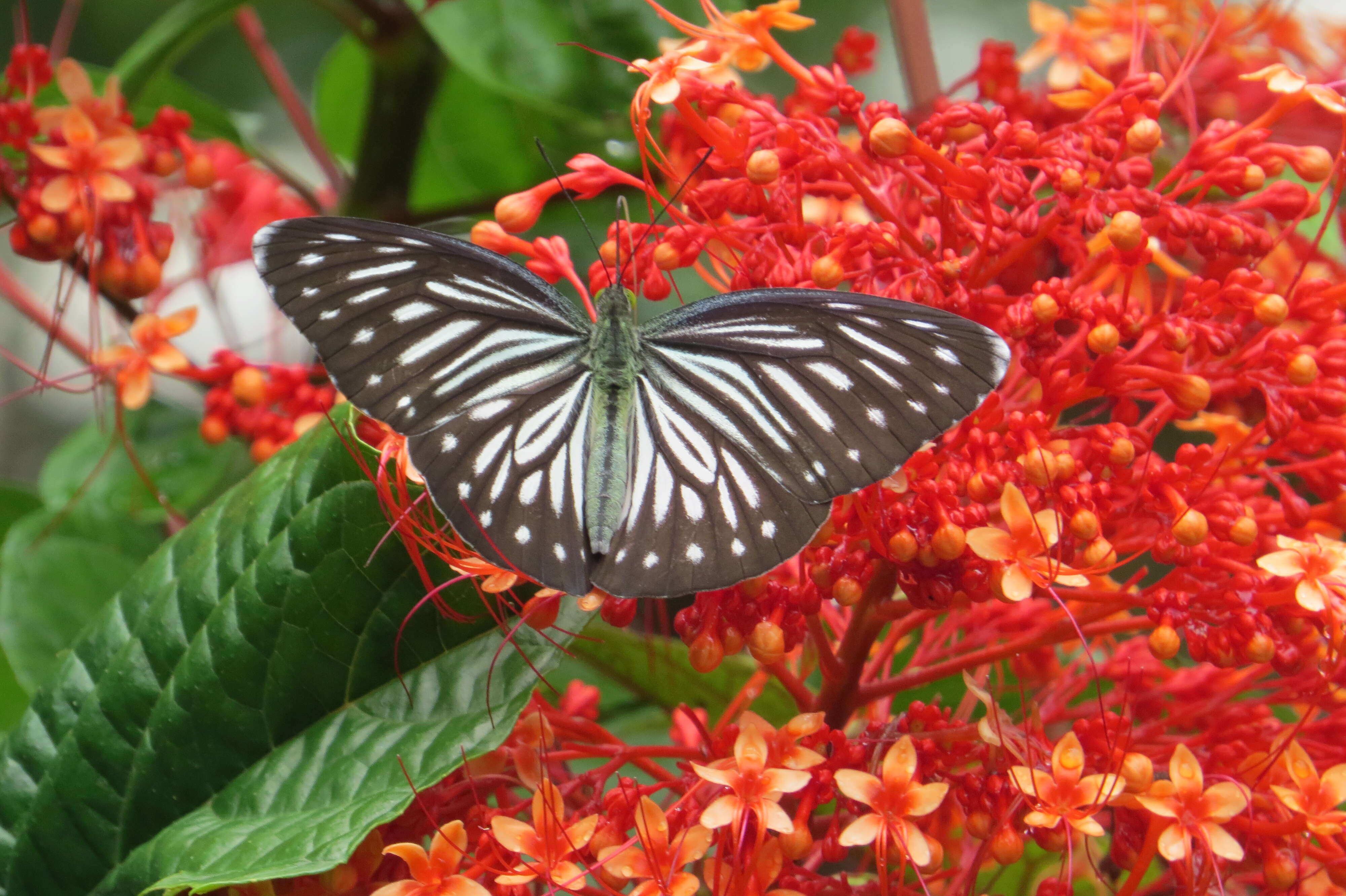 Imagem de Clerodendrum paniculatum L.