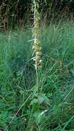 Image of Broad-leaved Helleborine