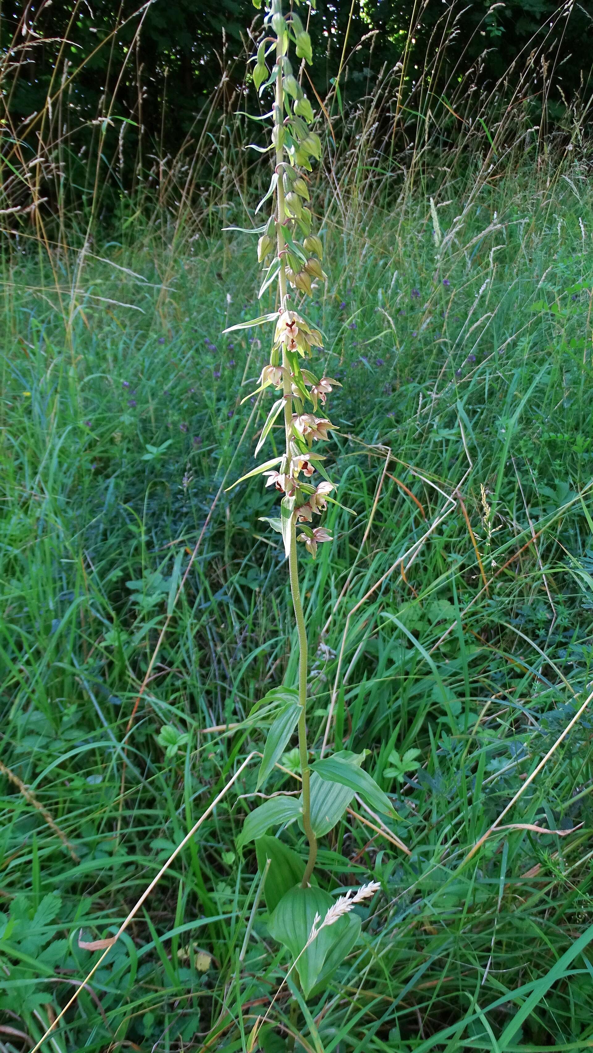 Imagem de Epipactis helleborine (L.) Crantz