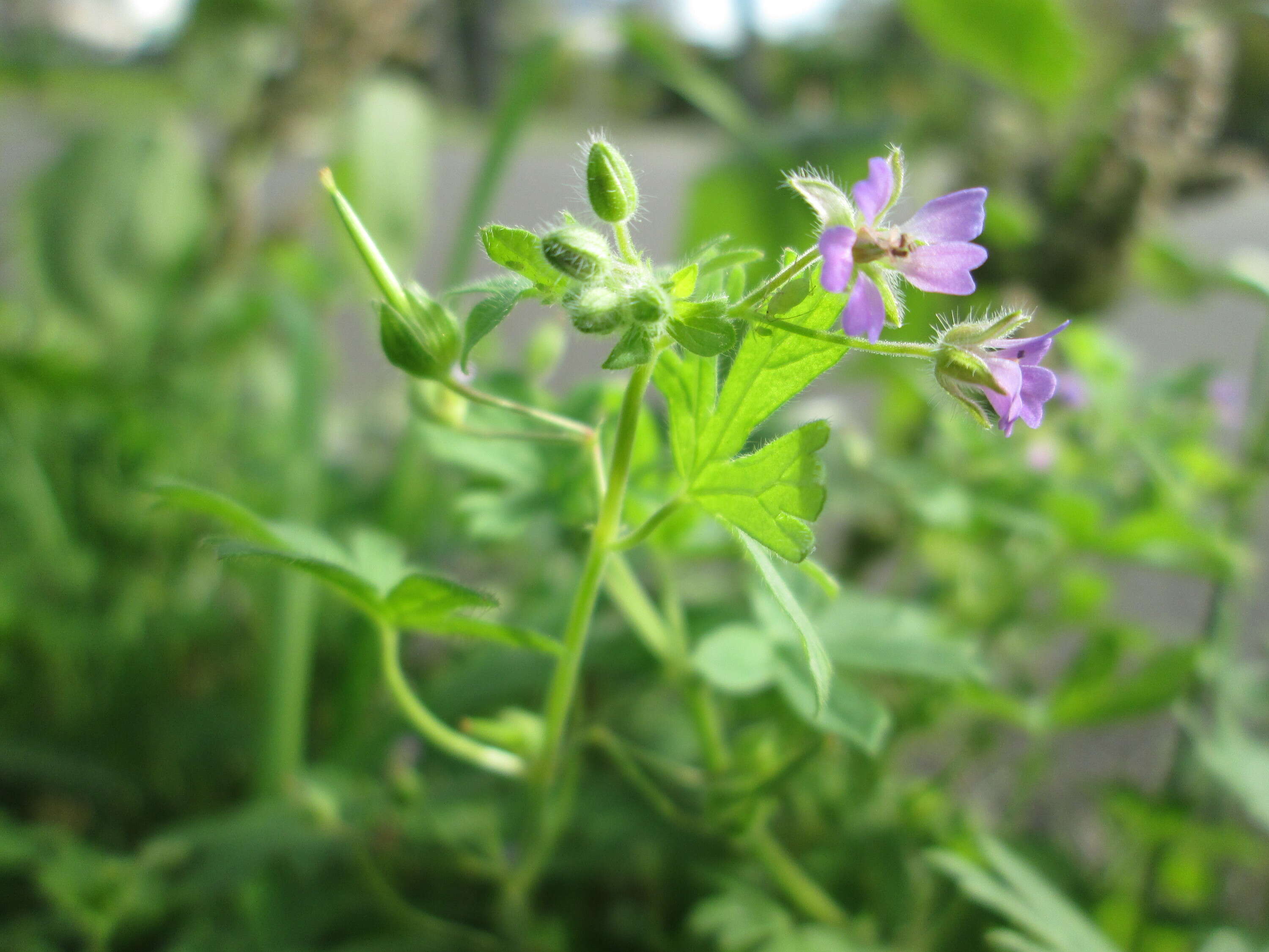 Image of Small-flowered Cranesbill