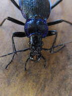 Image of Blue Ground Beetle