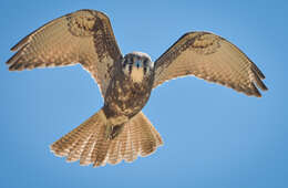 Image of Brown Falcon