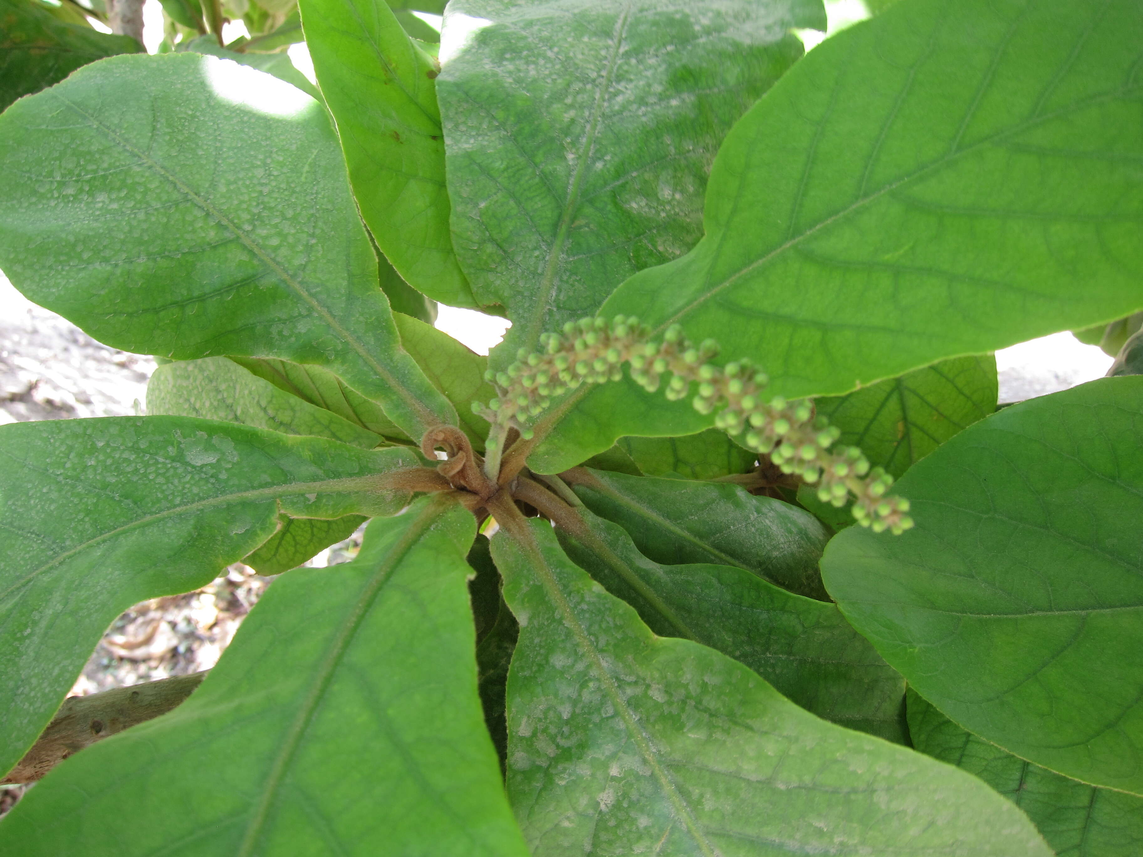 Image of tropical-almond