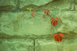 Image of Virginia creeper