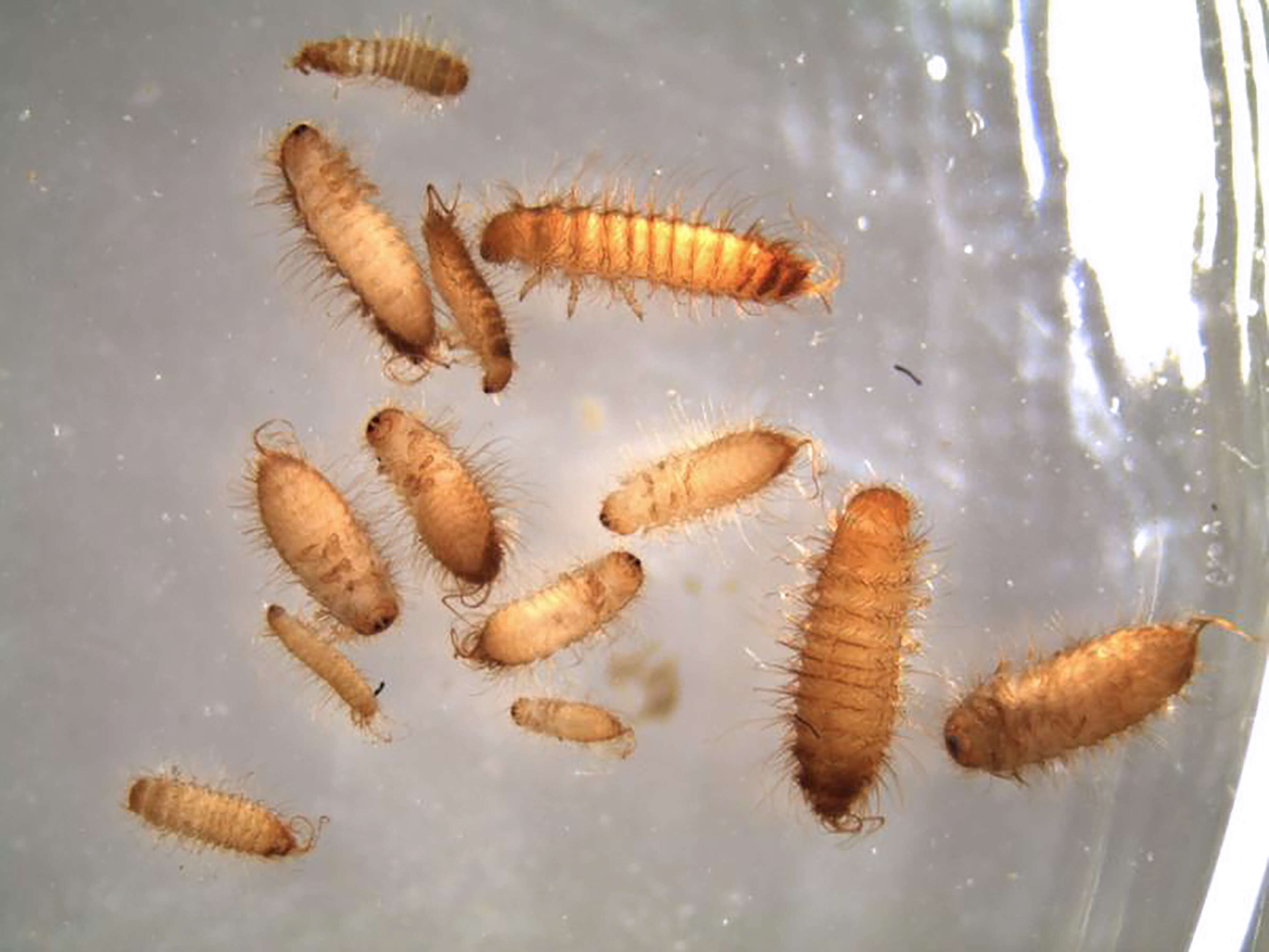 Image of Khapra beetle