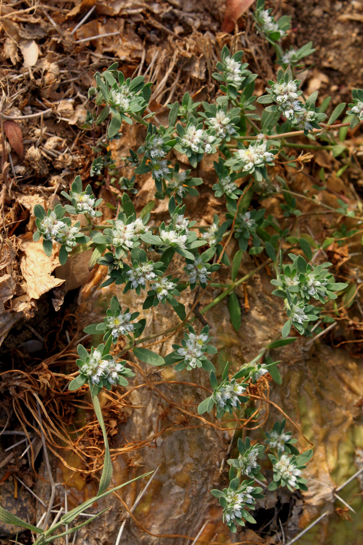 Image of Paronychia argentea Lam.